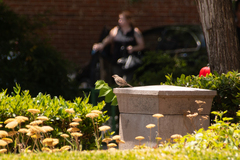 Passer domesticus