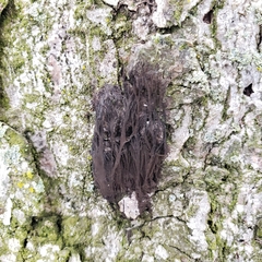 Stemonitis