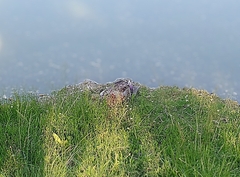 Anas platyrhynchos