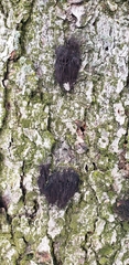Stemonitis