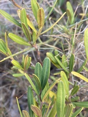 Cneorum tricoccon