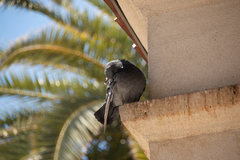 Columba livia