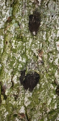 Stemonitis