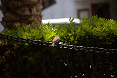Passer domesticus