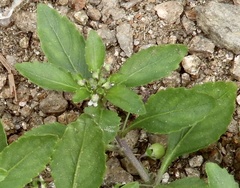 Pombalia parviflora