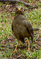 Turdus chiguanco