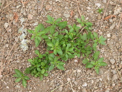 Pombalia parviflora