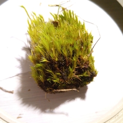 Campylopus introflexus