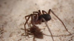 Mesiotelus