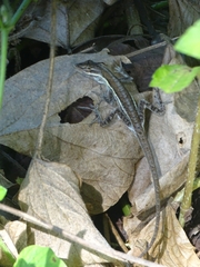 Anolis aquaticus