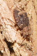 Syrphetodes marginatus