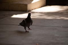 Columba livia