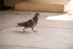 Columba livia