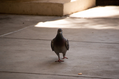 Columba livia