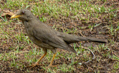 Turdus chiguanco
