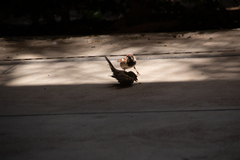 Passer domesticus