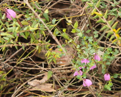 Epacris impressa