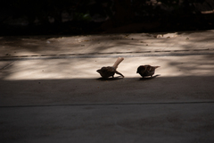 Passer domesticus
