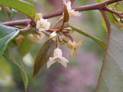 Elaeagnus triflora
