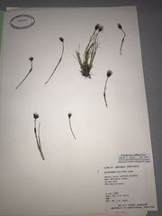 Eriophorum callitrix