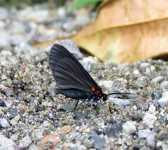 Sangalopsis microleuca