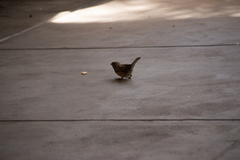 Passer domesticus