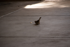 Passer domesticus