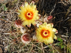 Parodia mammulosa