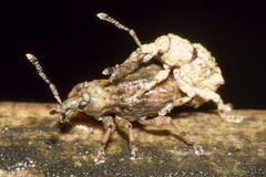 Brachyolus punctatus