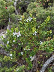 Philotheca verrucosa