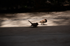 Passer domesticus