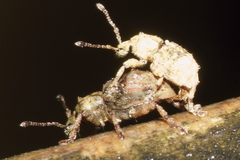 Brachyolus punctatus