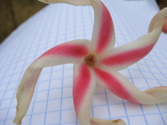 Dipterocarpus