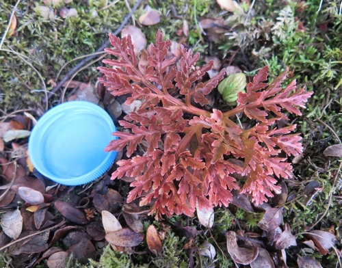 Sceptridium australe (Sceptridium australe)