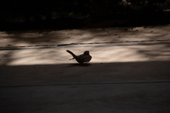 Passer domesticus