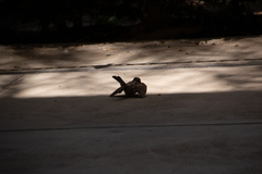 Passer domesticus