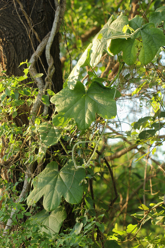 Jateorhiza (Jateorhiza palmata)