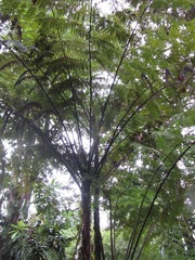 Cyathea microdonta
