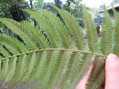 Cyathea microdonta