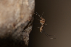 Culex pipiens