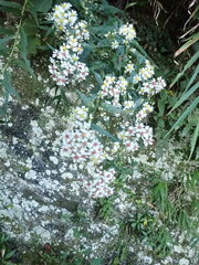 Aster taiwanensis
