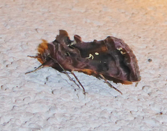Autographa pulchrina