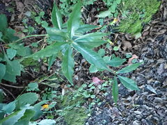 Pittosporum illicioides