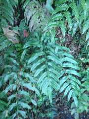 Coniogramme intermedia