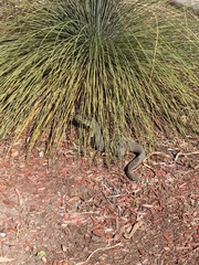 Varanus panoptes panoptes