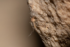 Culex pipiens