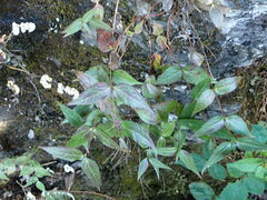 Eupatorium tashiroi