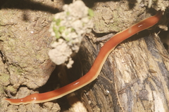 Arthurdendyus testaceus