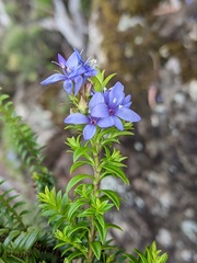 Veronica formosa
