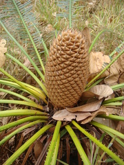 Cycas